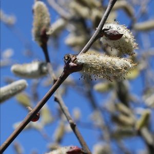 Meet your Posher, Desarae